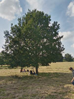 Picnicking in Ickworth Park.
