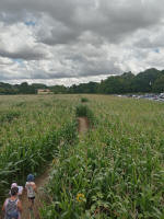 Wistow church viewed from the Maze. Wistow church viewed from the Maze.