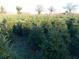 Lots of Christmas trees on today's walk!