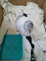 Our new pet.