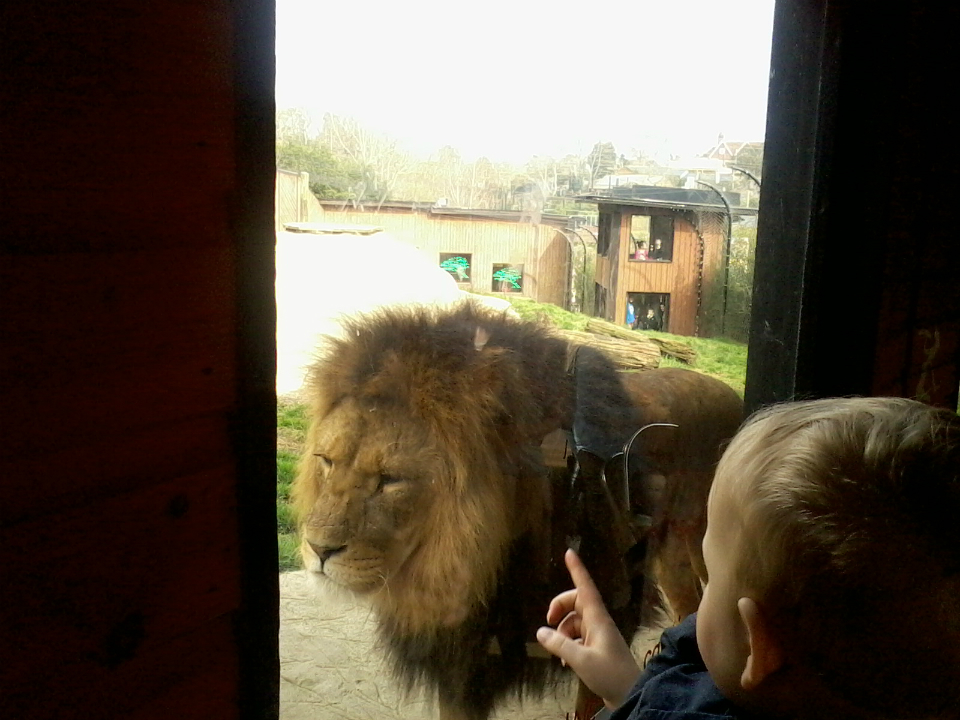  Alfie telling a lion off at Colchester Zoo.
