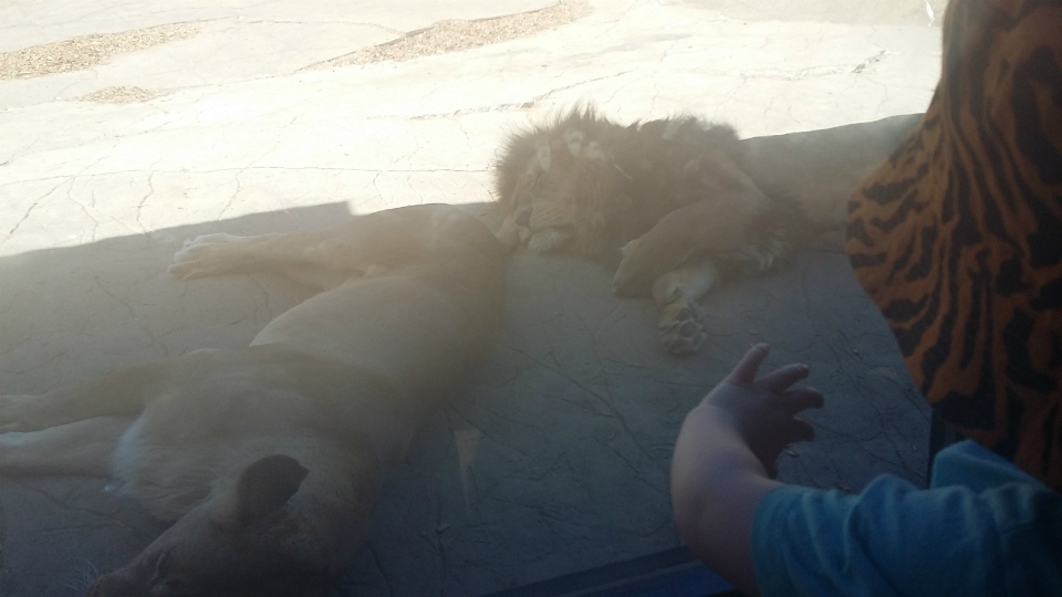 Enjoying the animals at Colchester Zoo.