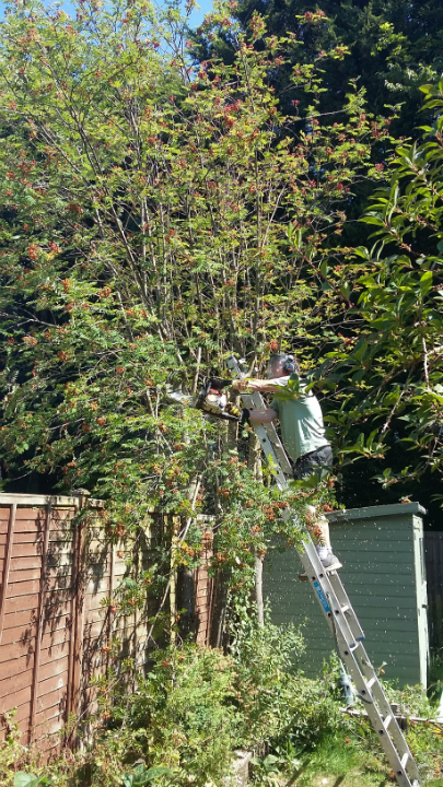 One of our trees being brought down.