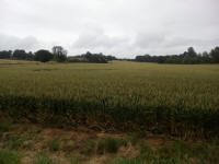 Some of the advanced party (in the middle distance if you look very closely!) on the walk between Grundisburgh & Grundisburgh.