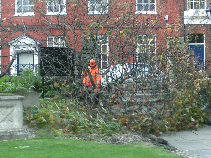 Tree Down.